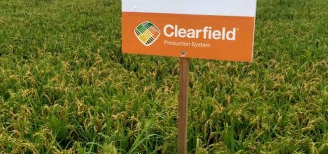 Riso Clearfield: un alieno Ogm in risaia nel vercellese