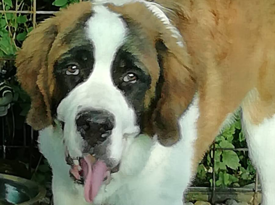 Cucciolo ucciso a colpi di fucile nell’eporediese