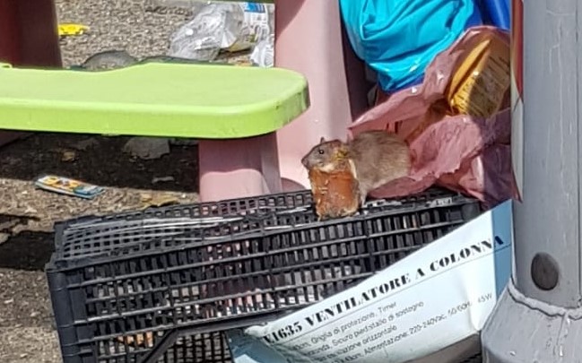 Topi alla stazione ferroviaria in mezzo all’immondizia