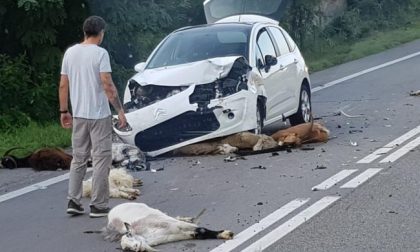 Investe un gregge con l’auto: ferita una donna