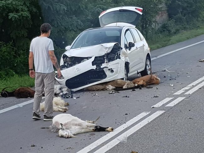 Investe un gregge con l’auto: ferita una donna