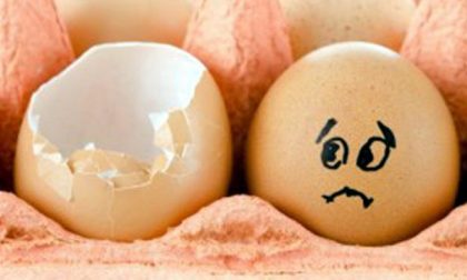 Rischio salmonella: ritirato lotto di uova fresche