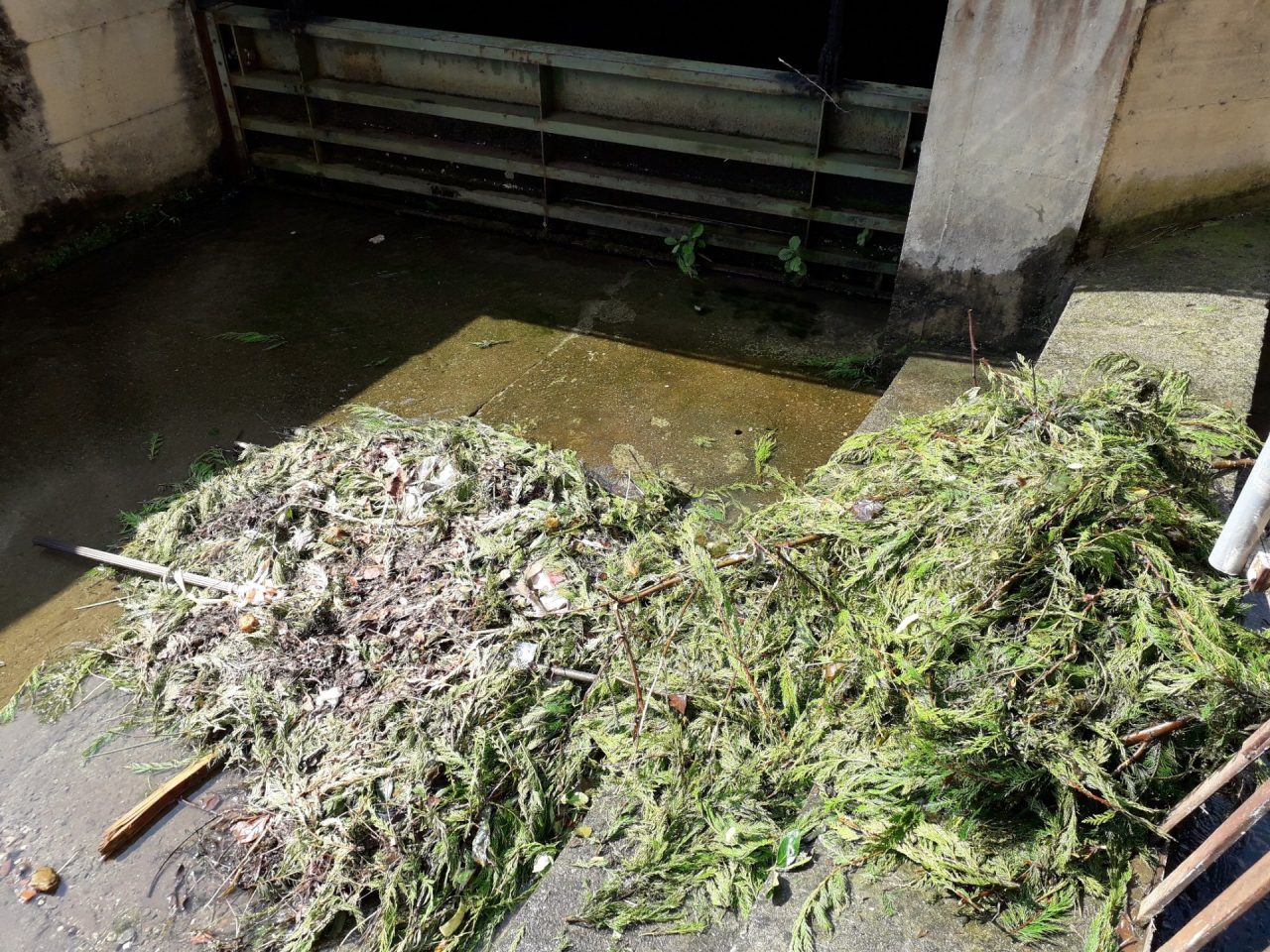 Sterpaglie abbandonate nella roggia, caccia ai maiali a Castellamonte