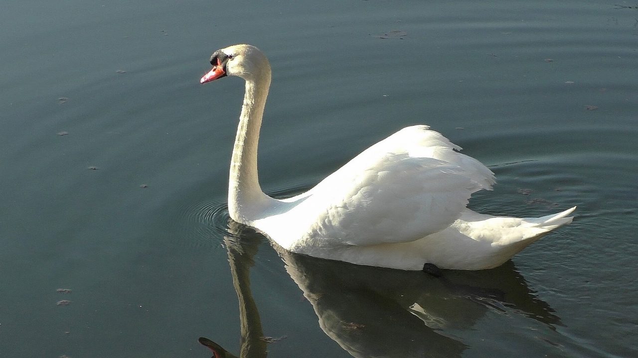 Strada chiusa per il Triathlon dedicato al cigno Baldassarre