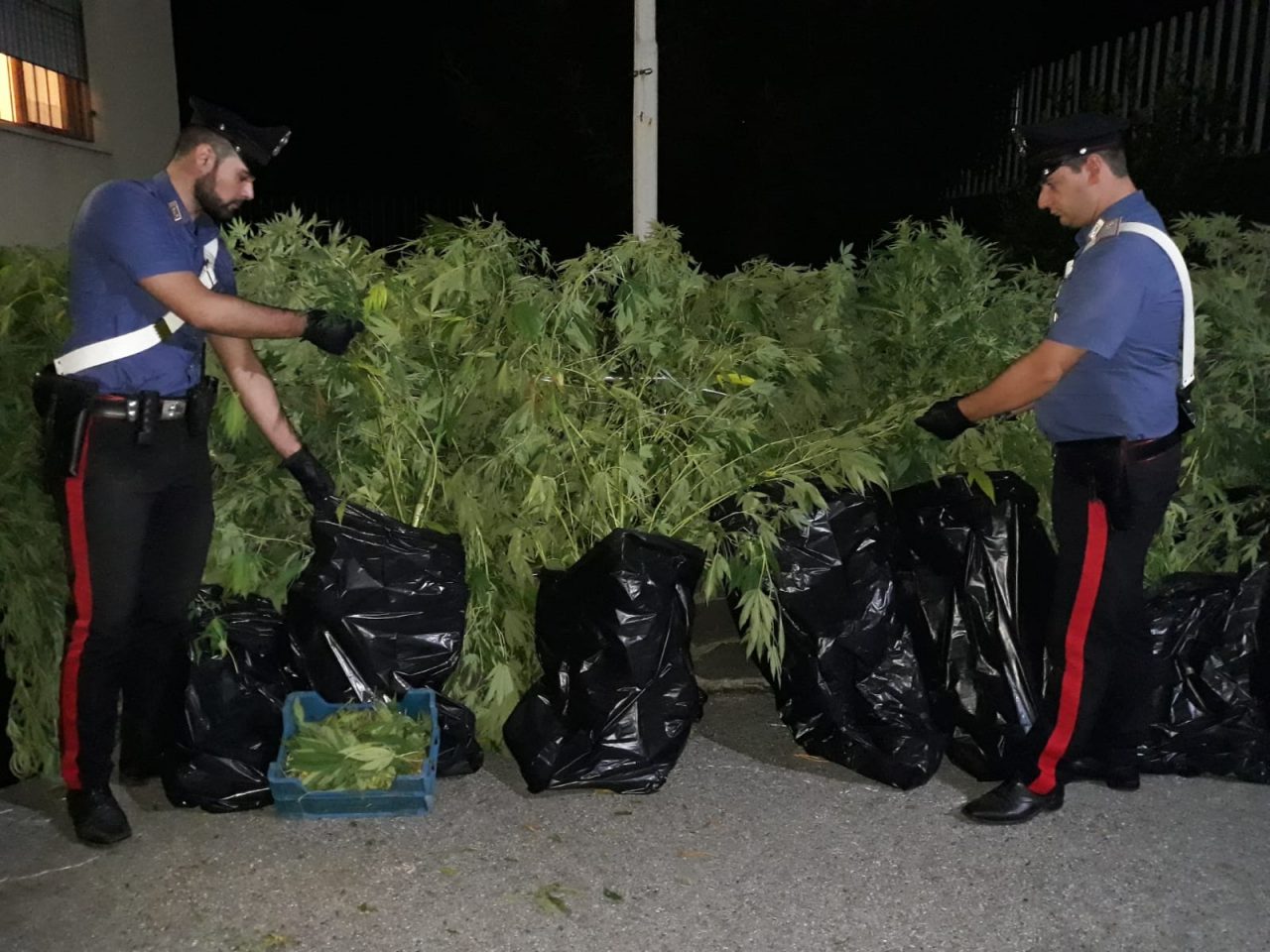 Piantagione di marijuana a Cuorgnè 47enne nei guai