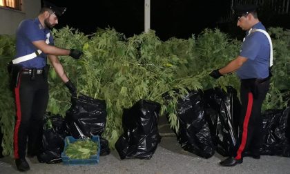 Piantagione di marijuana a Cuorgnè 47enne nei guai