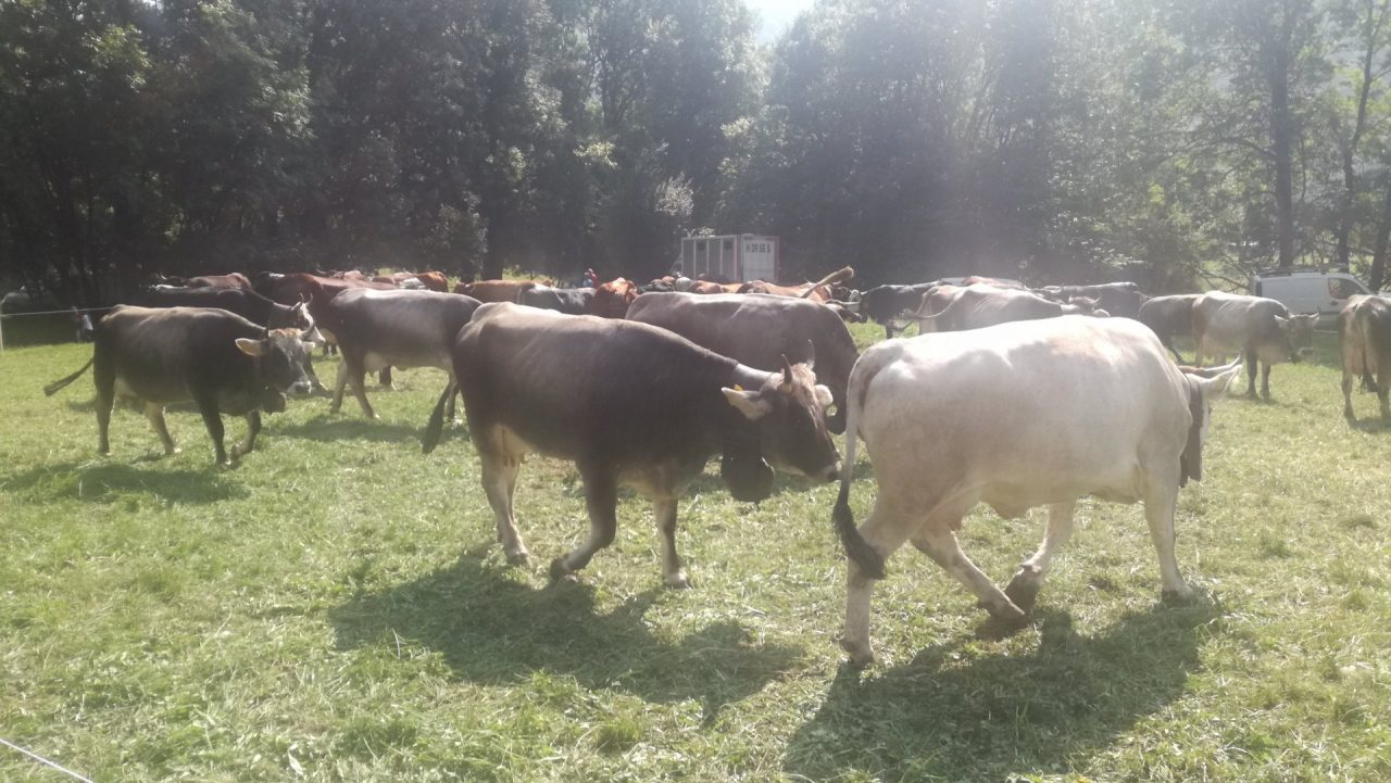 Fiera di San Matteo a Pont: i cittadini si dividono sulla festa