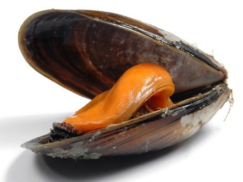 Cozze vive contaminate da Escerichia Coli distribuite in tutta Italia