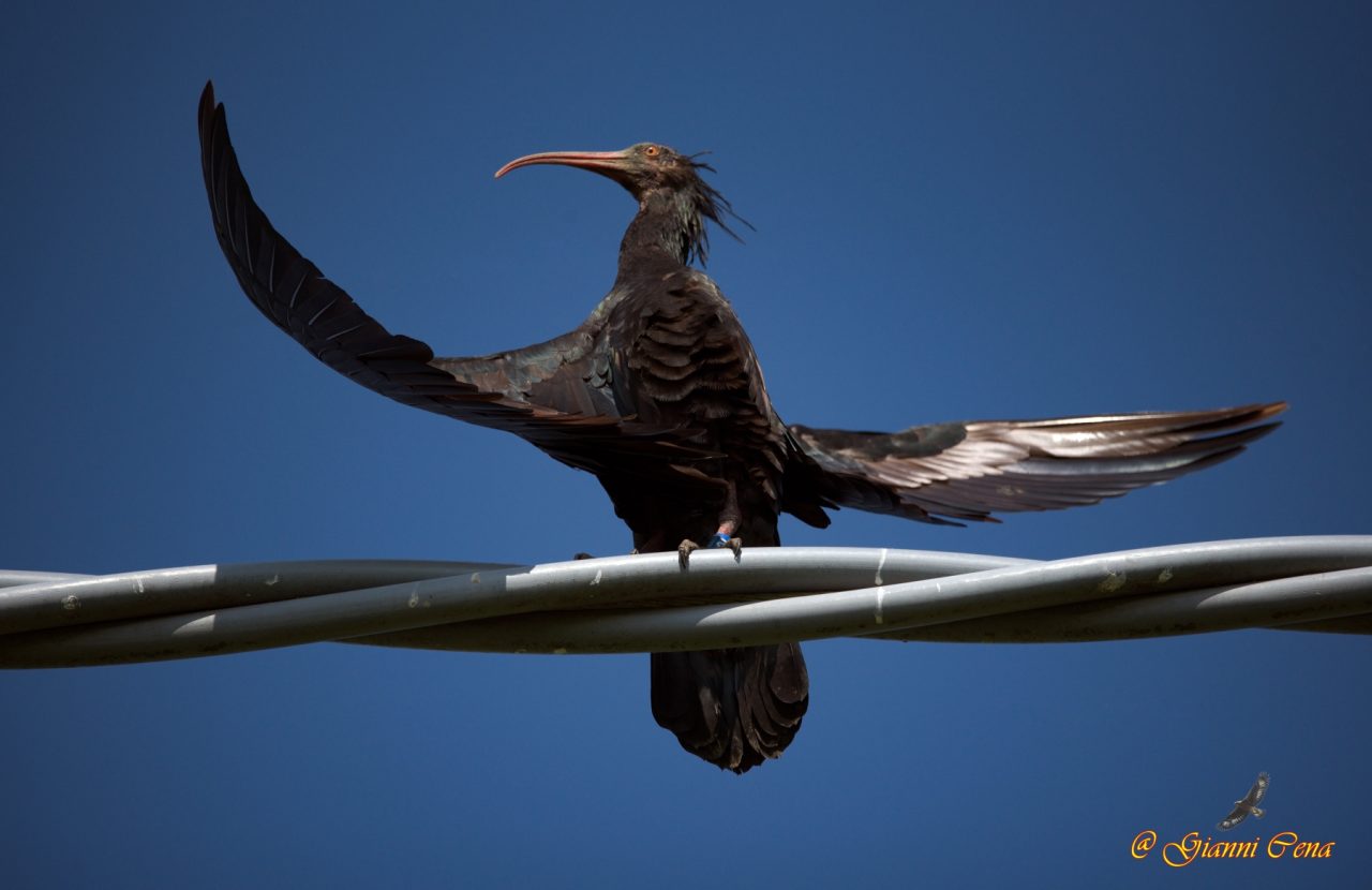 Birdwatching: Ibis Eremita avvistato in frazione Sant’Antonio a Castellamonte