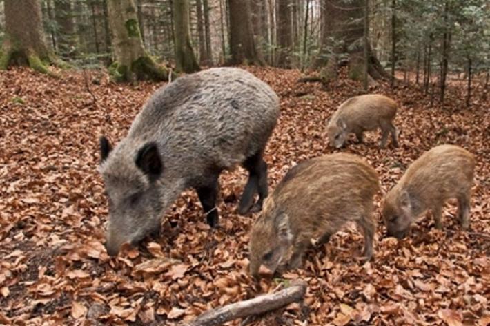 Confagricoltura Piemonte: i cinghiali vettori della peste suina in Europa