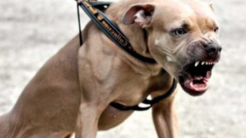 Pitbull legato sul balcone con 40 gradi, denunciata la proprietaria