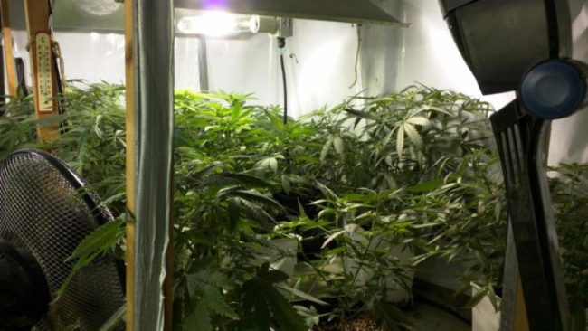 Coltiva marijuana e fa crescere le piante con musica classica e raggae | VIDEO