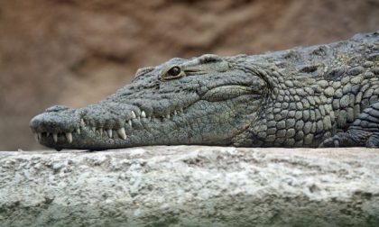 Allarme nell’alessandrino: avvistato coccodrillo in un canale