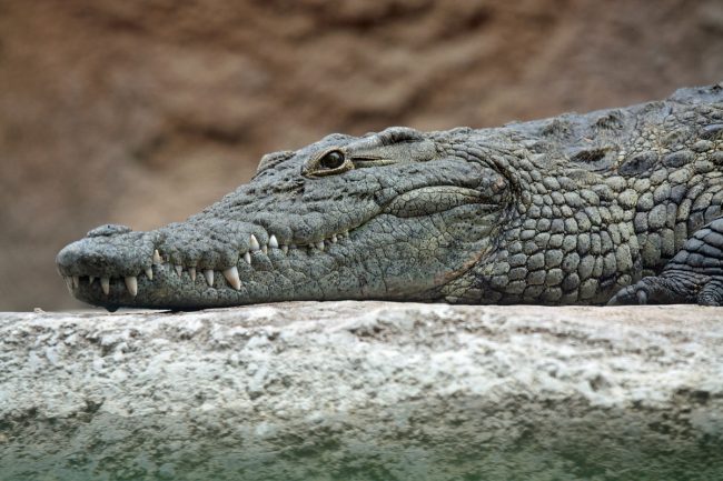 Allarme nell’alessandrino: avvistato coccodrillo in un canale