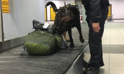Denaro contante in aeroporto fiutati dal cash-dog oltre un milione e mezzo di euro