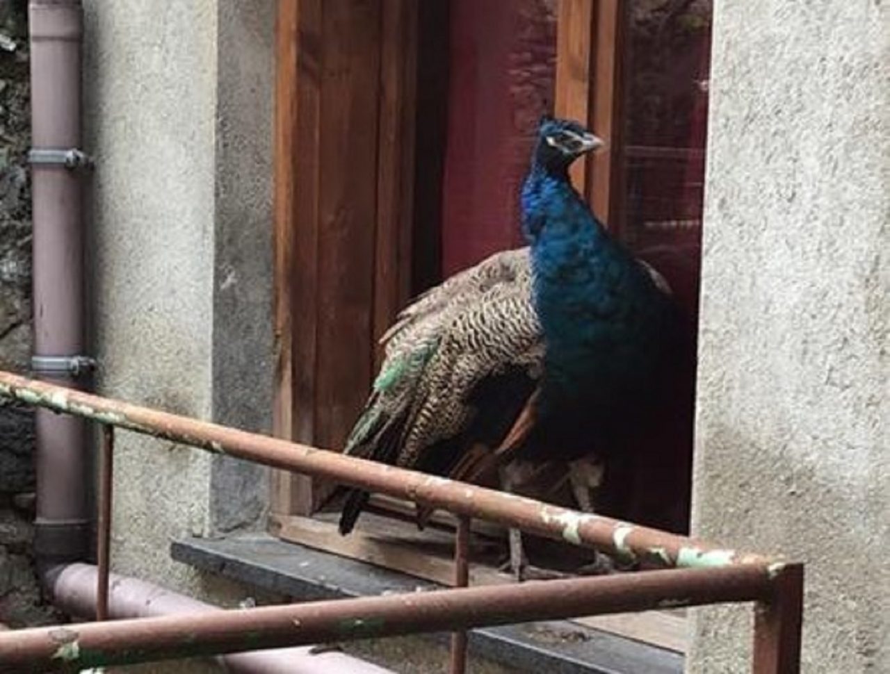 Qualcuno lo riconosce? L’appello a ritrovare la sua “casa”