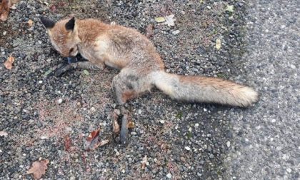 Crudeltà disumana: cucciolo di volpe con zampe legate da fil di ferro e bocca chiusa con nastro adesivo