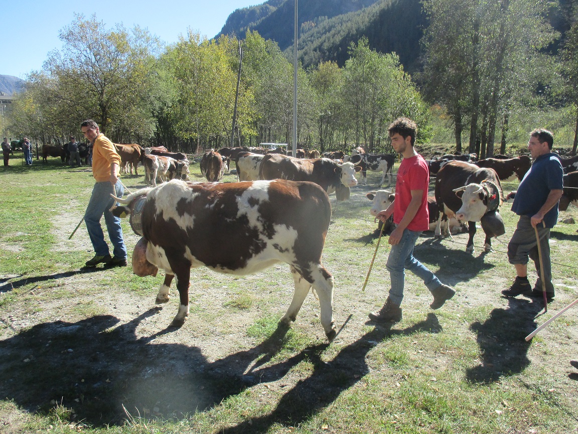 Rassegna zootecnica di Groscavallo: ecco il programma