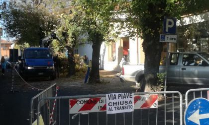 Taglio degli alberi a Rivarolo, monta la polemica in città