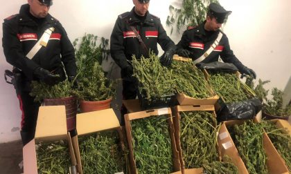 Maxi produzione di marijuana scoperta a Rueglio | FOTO