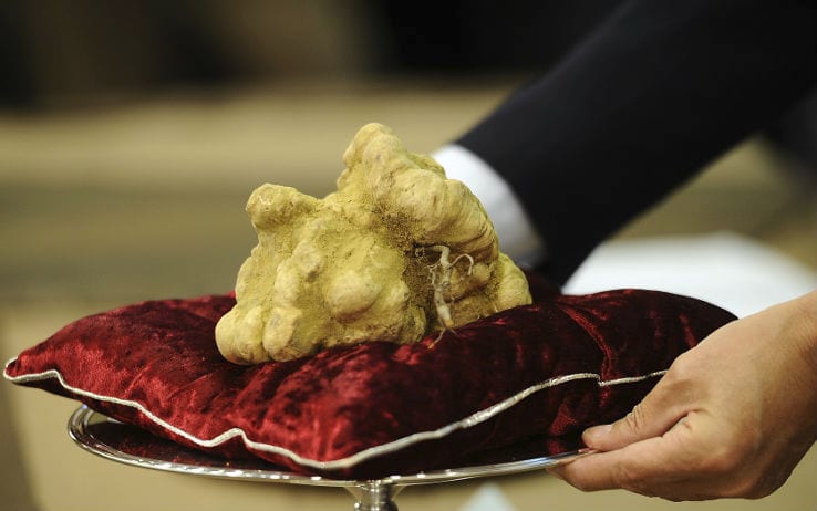 Trova tartufo da mezzo chilo, ma stavolta vale “solo” 1000 euro