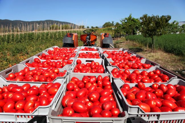 Pomodori con il pesticida sulle nostre tavole