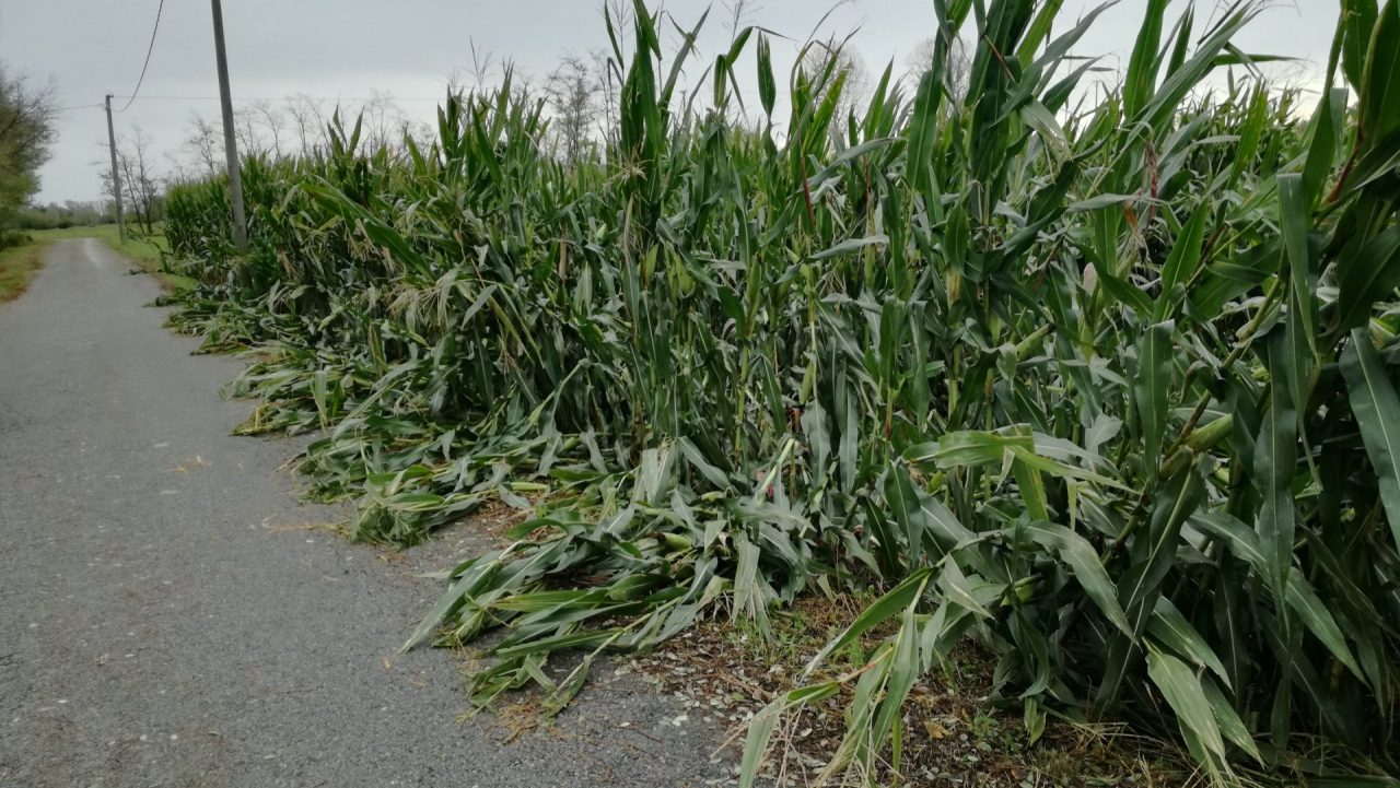 Agricoltura in ginocchio dopo il maltempo, lo sfogo degli imprenditori
