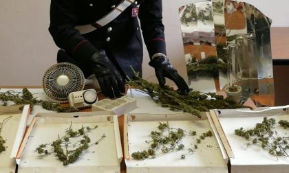 Coltivazione domestica di marijuana a Rueglio, una denuncia