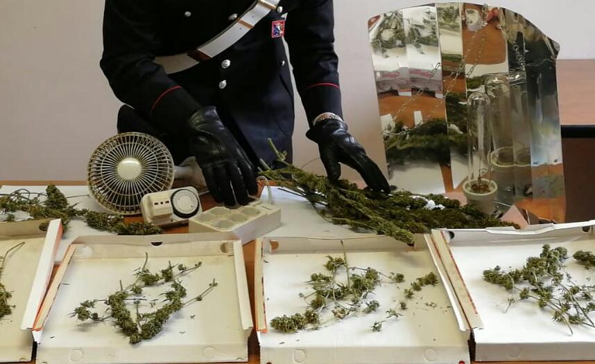 Coltivazione domestica di marijuana a Rueglio, una denuncia