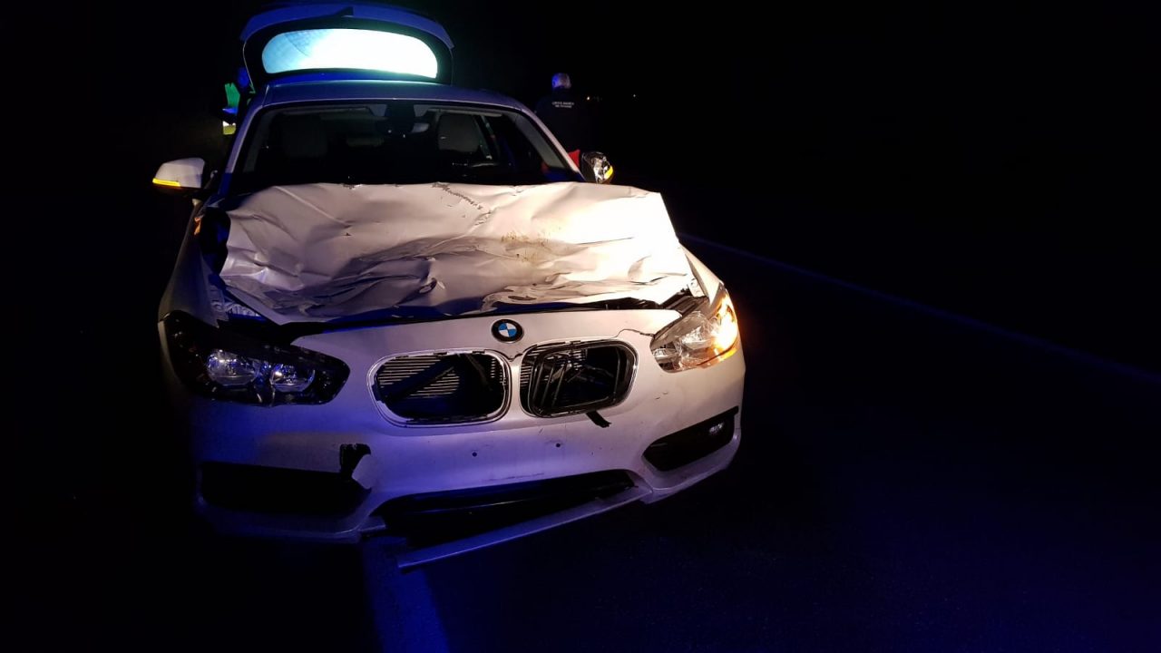 Mucche in fuga sulla 460, una viene travolta da un’auto | FOTO