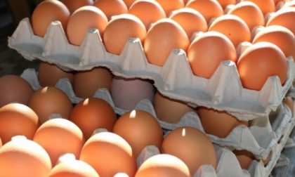 Rischio salmonella nelle uova: ecco a quali fare attenzione.