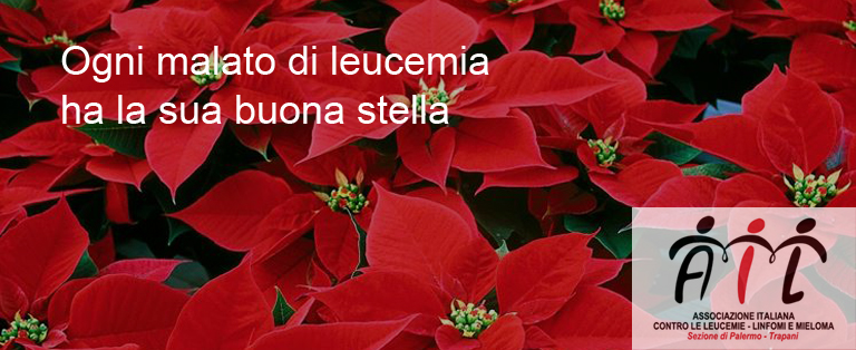 Ciriè, Stelle di Natale contro la leucemia