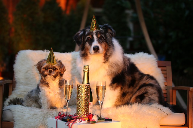 Capodanno da cani, ecco come tutelare gli animali