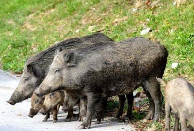 Nuove norme regionali per la lotta ai cinghiali