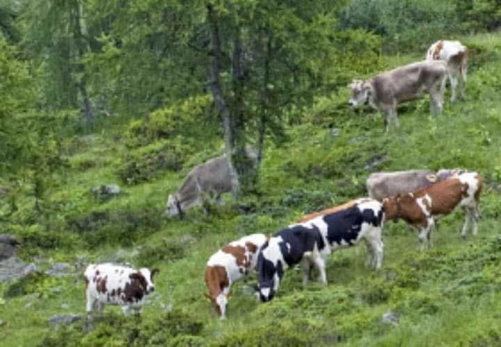 “Salviamo i prati dai disastri ambientali”