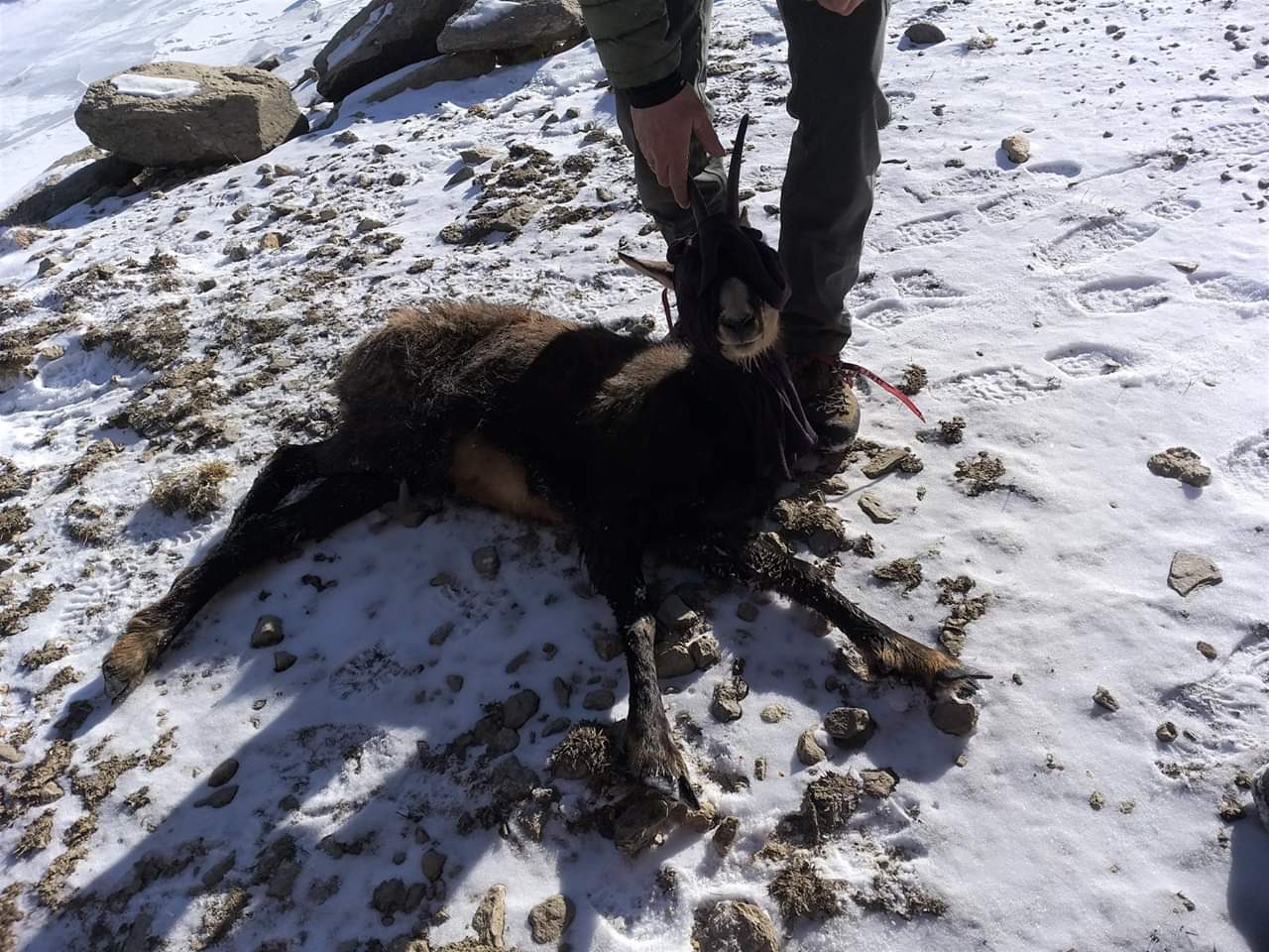 Camoscio ferito salvato dai vigili del fuoco a Ceresole | FOTO