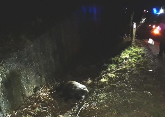 Cinghiale esce dal parco e viene travolto tra Cafasse e Fiano