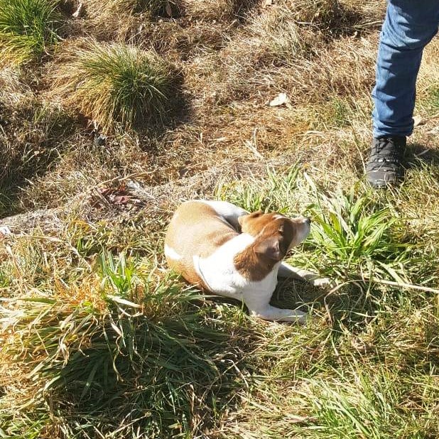 Cane investito: senza soccorsi per  90 minuti