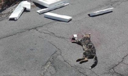 Gatto preso a fucilate: era agonizzante in strada
