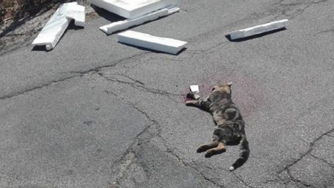 Gatto preso a fucilate: era agonizzante in strada
