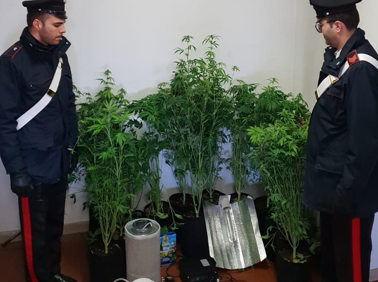 Denunciato per spaccio 20enne di Valperga: a casa una piantagione di cannabis