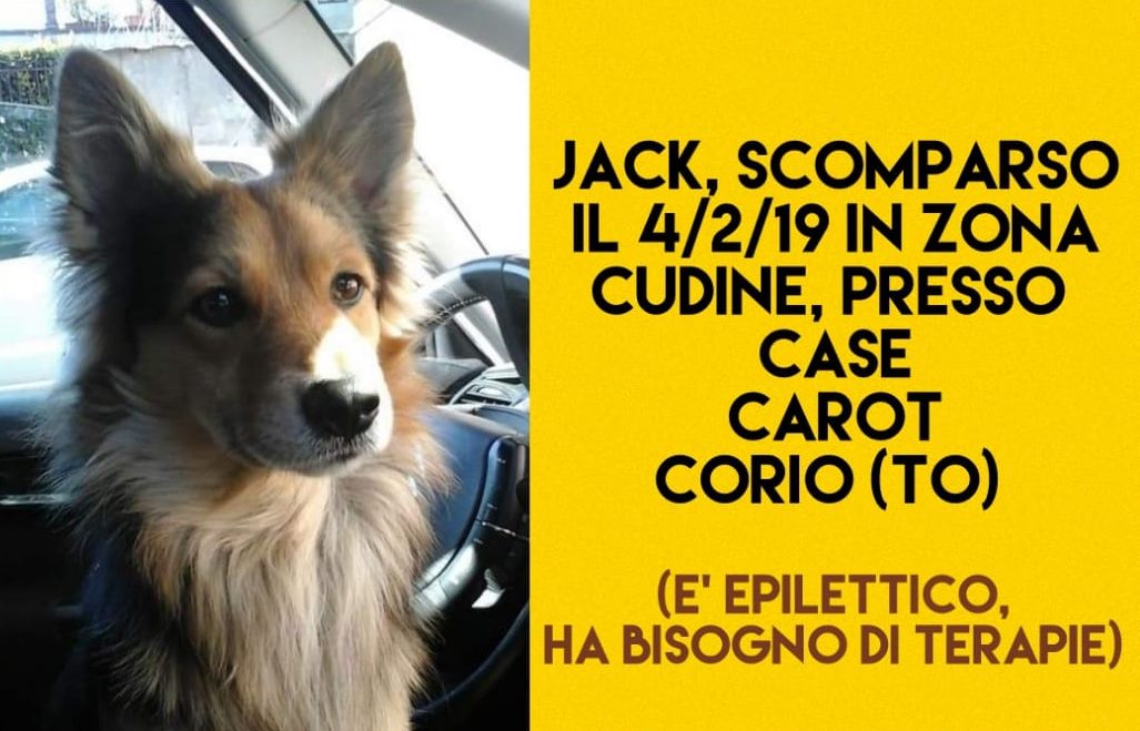 Cane scomparso da Corio, l’appello dei padroni