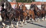 San Savino Ivrea la città dei cavalli celebra la storica patronale
