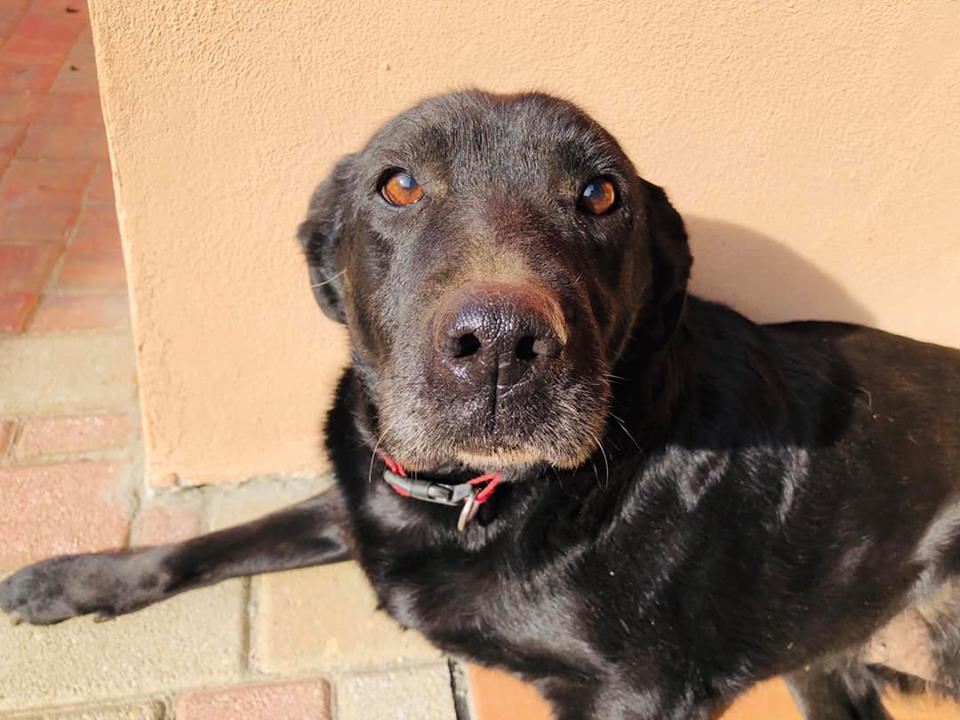 Addio commosso a Dana: la dolce labrador che ha ispirato anche una fiaba