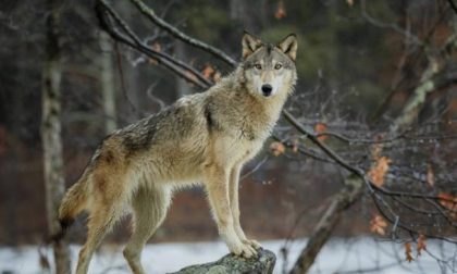 Regione: Il Governo adotti il piano nazionale di gestione dei lupi