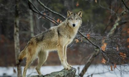 Predazione dei lupi: Città Metropolitana chiede intervento della Regione