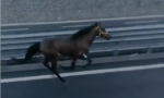 Due cavalli liberi in autostrada