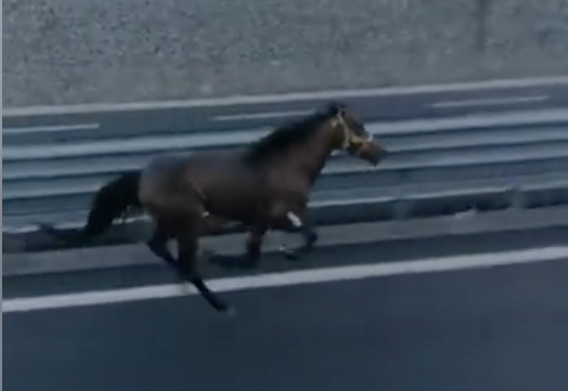Due cavalli liberi in autostrada