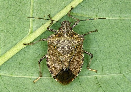 La cimice asiatica sta tornando