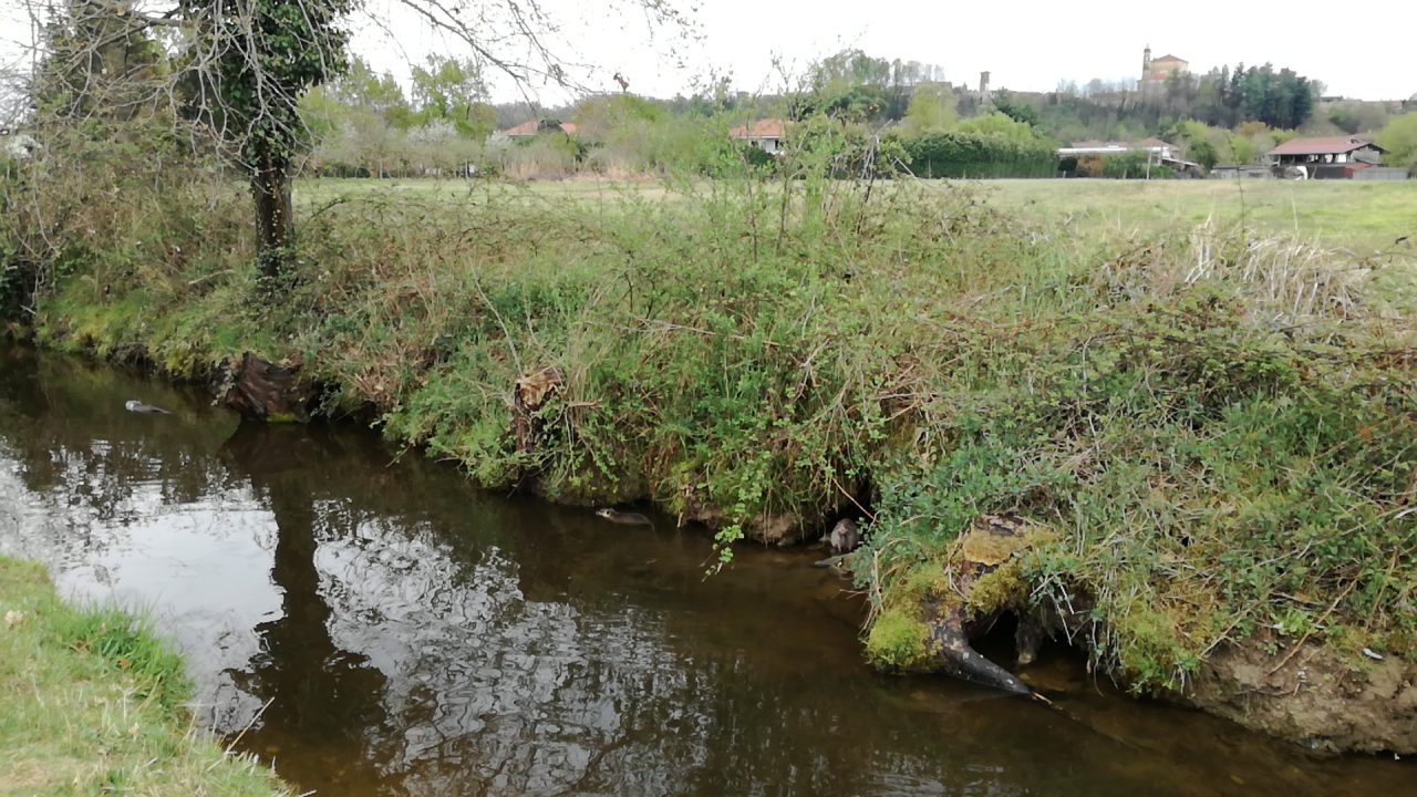 Romano invasa dalle nutrie, le polemiche in località Gurgo (VIDEO)